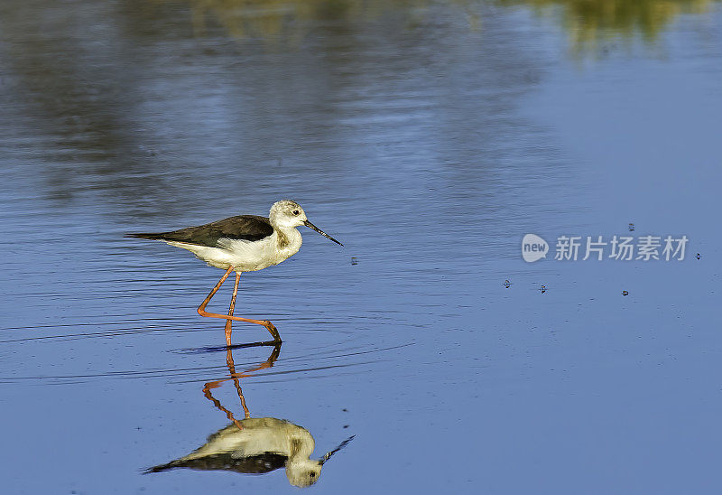 黑翅高跷，普通高跷，或花枝高跷(Himantopus Himantopus)是广泛分布的长腿涉禽鳄和高跷科(反折病毒stridae)。纳库鲁湖国家公园，肯尼亚